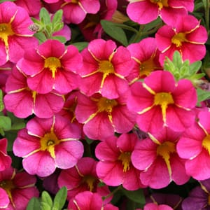 Close-up of pink blooms with yellow centers and stripes