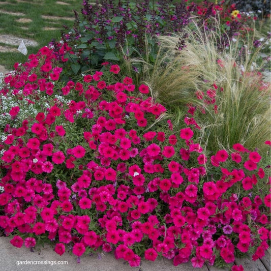 A vibrant garden bed filled with bright magenta petunias, ornamental grasses, and dark purple flowering plants bordered by a stone path.