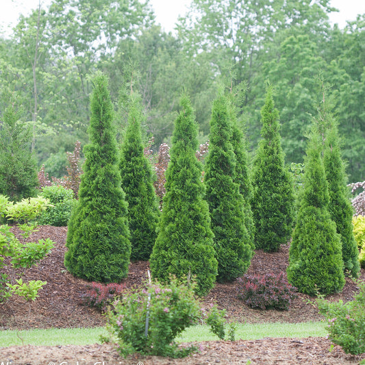 A cluster of North Pole® Arborvitae (Thuja), featuring tall, dense, conical forms, is planted in a mulched garden alongside green shrubs and framed by leafy trees - Photo Courtesy of Proven Winners, Inc.