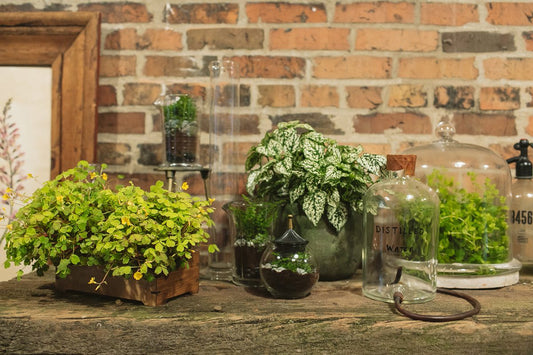 Various potted plants and glass jars are arranged on a rustic wooden surface in front of a brick wall, creating a cozy, vintage atmosphere. Some jars have plants inside, and a framed botanical print is partially visible on the left.