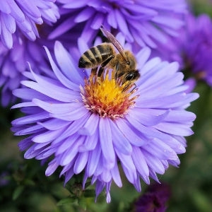 A honeybee collects nectar from the bright yellow center of a vibrant purple aster flower, surrounded by other similar blooms.