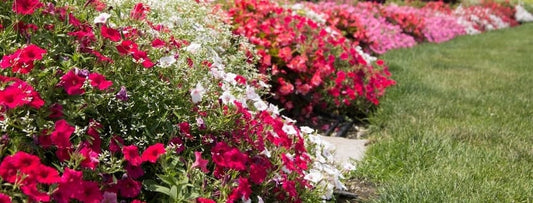A vibrant flower bed with clusters of pink, red, and white flowers lines the edge of a neatly manicured green lawn on a sunny day.