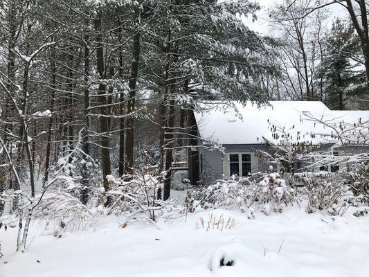 A cozy house with a snow-covered roof is surrounded by tall pine trees and plants blanketed in fresh snow on a winter day.