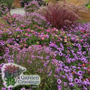 Brilliant purple petunias and tall, wispy ornamental grasses blowing in the wind with reddish-purple plumes, surrounded by green foliage. The Garden Crossings logo is in the corner.