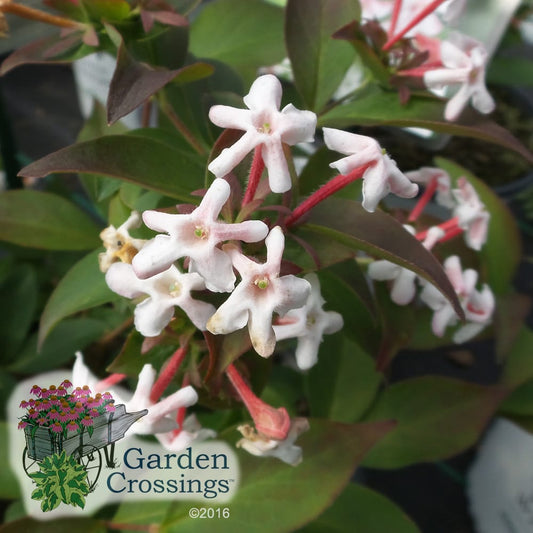 Small white blooms of Abelia Sweet Emotion on red stems. The text "garden crossings" is in the lower left corner.