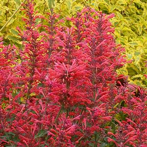 Tall stems covered in red tubular agastache flower