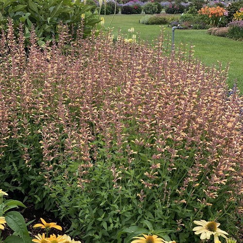 The Meant To Bee® 'Queen Nectarine' Hummingbird Mint (Agastache) displays yellow-orange tubular blooms in a garden bed near a white fence among other green and flowering plants - Photo Property of Garden Crossings LLC.