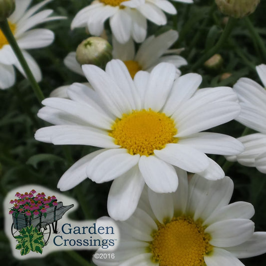 A lush bouquet of white daisies with yellow centers sits in a burlap-wrapped container. The Garden Crossings logo with pink flowers is in the lower left corner. The background features other flowering plants.