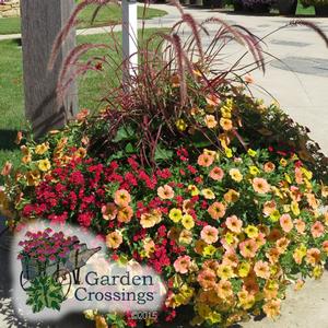 dense clusters of yellow and red blooms around a tall red grass next to a sidewalk 