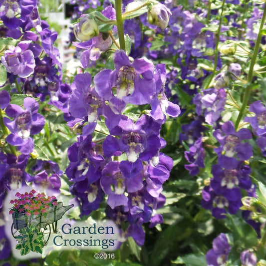 Clusters of purple flowers on the Angelface® Super Blue Angelonia