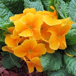 Cluster of orange petaled flowers set amidst thick dark green foliage