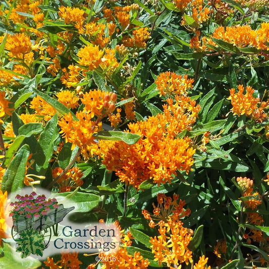 Yellow-orange blooms on Asclepias tuberosa, with long, dark green leaves