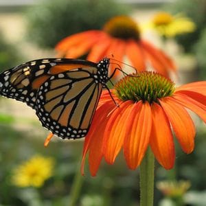 Close-up of a orange monarch butterfly on a red-orange coneflower bloom