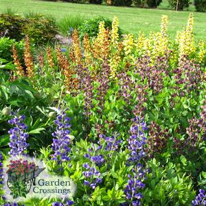 Rows of baptisia with different color tubular flowers. Blue blooms in the foreground change to red, orange, then yellow. grass is visible in the background.