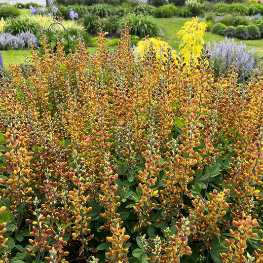 Dense clusters of tall, yellow-orange flower spikes on Decadence® 'Cherries Jubilee' False Indigo (Baptisia) rise above green leaves in a vibrant garden with other perennials and lush grass in the background - Photo Property of Garden Crossings LLC.