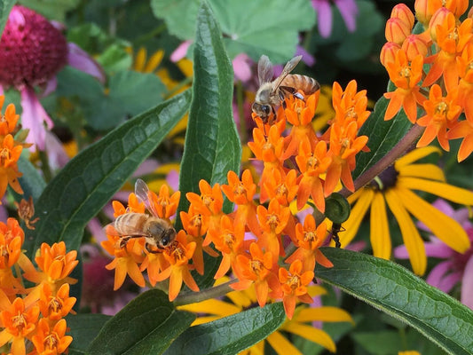 Two bees gather nectar from clusters of bright orange flowers, surrounded by green leaves and other colorful blooms, including yellow and pink flowers, in a vibrant garden scene.