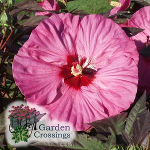 humongous pink hibiscus bloom