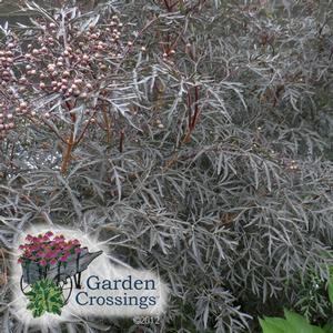 Dark, long , thin leaves cover the  Black Lace™ Sambucus  shrub, visible here in bright sunlight