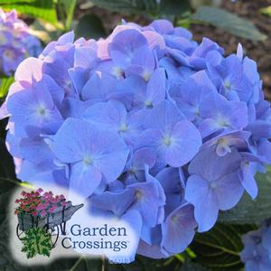 Close-up of a cluster of light blue hydrange blooms. The garden crossings logo is in the bottom left corner.