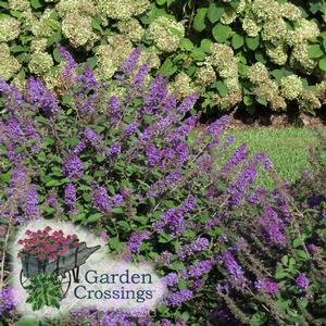 Dark purple flower spikes on Lo and Behold® 'Blue Chip Jr. butterfly bush, greenish white hydrangeas visible in the background