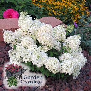 Small hydrangea plant filled with clusters of white blooms planted in a garden surrounded by lava rocks