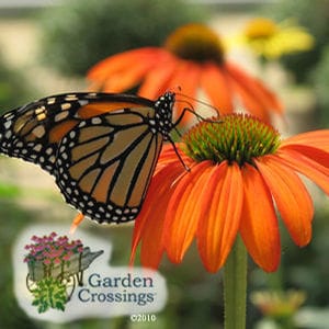 Monarch butterfly on a red-orange petaled coneflower. The text "garden crossings" is in the left corner. 