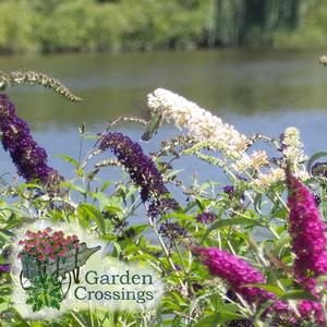 Stalks adorned with dark purple, pink, and white flowers from different Buddleia bushes are in visible in front of a river.