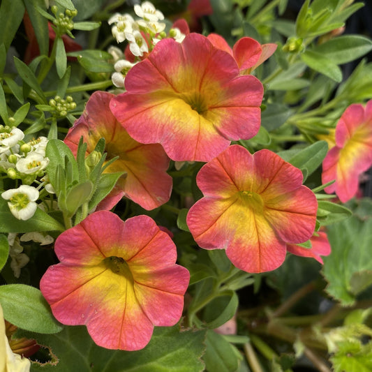 Superbells® Coral Sun Calibrachoa features vibrant pink and yellow flowers, surrounded by deep purple and yellow blooms, creating a lively and colorful presentation - Photo Property of Garden Crossings LLC