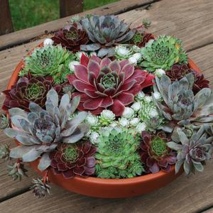 Brown ceramic pot planted with a tightly packed variety of succulent chick charms