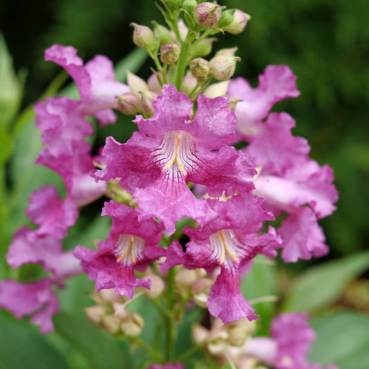 A close-up of El Niño® Chitalpa shows its vibrant pink flowers with ruffled petals and yellow-white centers, set among green leaves against a backdrop of softly blurred foliage. - Photo Courtesy of Proven Winners, Inc. 