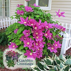 Bright pink blooms with yellow centers cover a lush clematis plant. Dark green hostas are in the bottom of the frame, with a white picket fence visible behind the plants