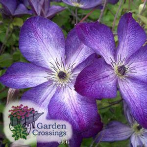 Close-up of two purple clematis blooms that fade to white in their centers