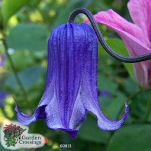 A close-up of a vibrant purple, bell-shaped clematis flower with slightly curled petal edges. In the background, pink and green leaves are softly blurred. The Garden Crossings logo is visible in the lower left corner.