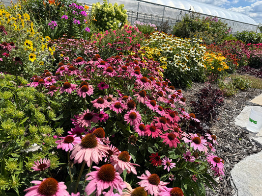 How to Choose Perennial Plants for a Beautiful Garden