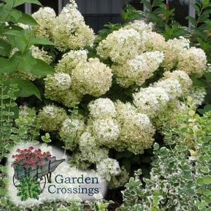 Clusters of white hydrangea blooms on a healthy plant. The text "Garden Crossings" is in the lower left corner.