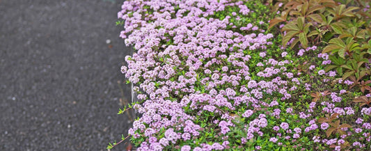 Plants That Actually Thrive in Hot, Dry Spots: How to Win the Toughest Locations in Your Garden