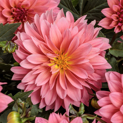 Close-up on a ruffled pink dahlia bloom with a yellow center. Other dahlias can be seen on the edges of the image.