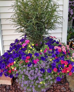 tall green grasses stand at the center of a mass planting of different colored flowers, all in front of white siding.