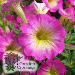 Close-up of a pink Supertunia Daybreak Charm Petunias blooms with yellow centers and the garden crossings logo in the bottom left corner