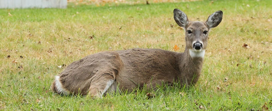 How to Keep Deer Out of Your Garden: 5 Things That Actually Work (and 5 Myths That Don't)