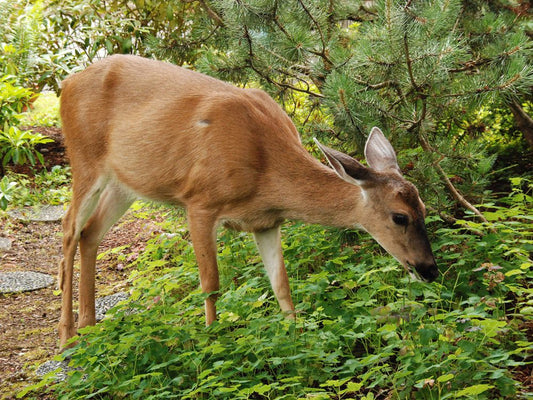 A deer with brown fur grazes on green plants in a garden, surrounded by shrubs and trees.