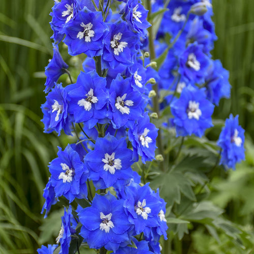 True Blue Garden Flowers - Rare and Beautiful Blue Blooms for Your Garden