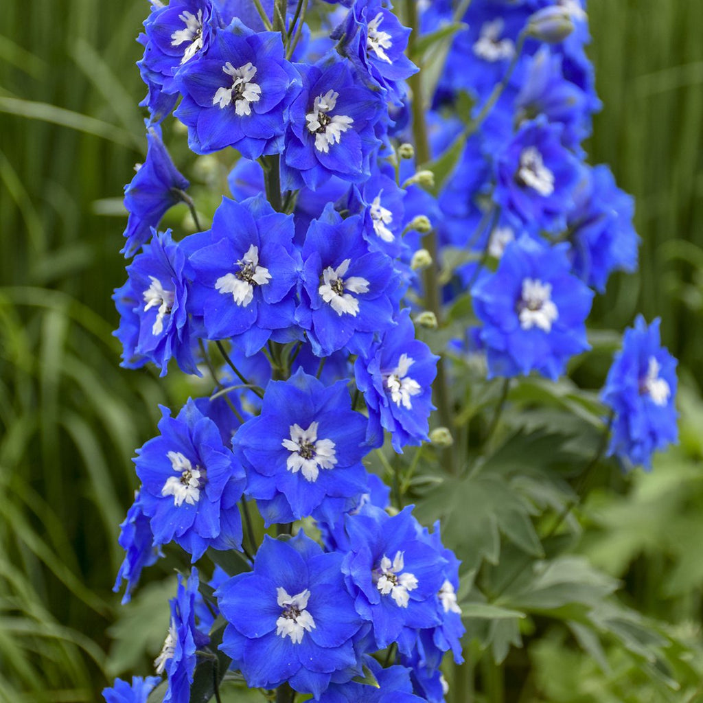True Blue Garden Flowers - Rare and Beautiful Blue Blooms for Your Garden