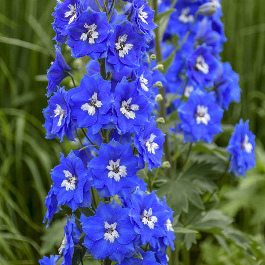 Close-up of bright blue 'Cobalt Dreams' Hybrid Bee Delphinium blooms with white centers rise on tall green stems, creating a striking focal point for any perennial garden against lush green foliage - Photo Courtesy of Walters Gardens, Inc.