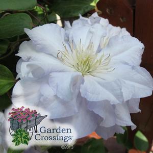 White, puffy bloom of Clematis 'Diamond Ball', with large petals.