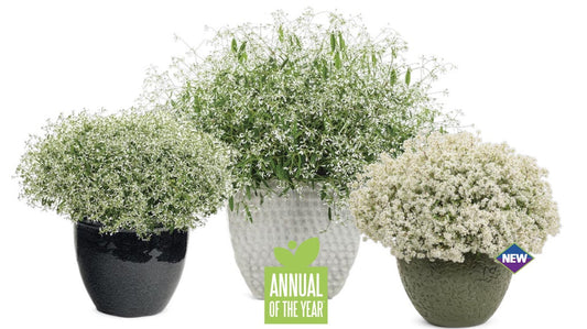 Three potted plants with dense, fine white flowers are displayed side by side. A green “Annual of the Year” badge is in front and a purple “New” tag appears on the right pot.