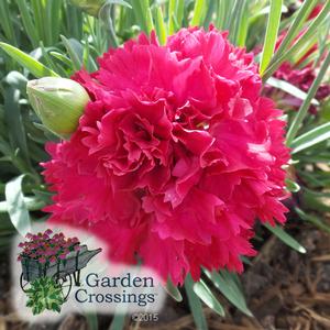 Bright pink, ruffled carnation flower in full bloom with green leaves and an unopened bud nearby. The Garden Crossings logo appears in the lower left corner of the image.