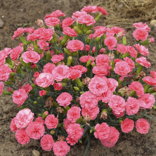 A cluster of Fruit Punch® 'Classic Coral' Pinks (Dianthus) blooms in a garden bed, surrounded by green leaves and brown soil - Photo Courtesy of Proven Winners, Inc.