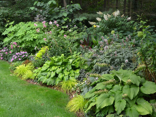 A lush, green garden bed filled with various leafy plants and flowering shrubs, featuring hostas and blooming pink, white, and purple flowers, bordered by a well-manicured grassy lawn.