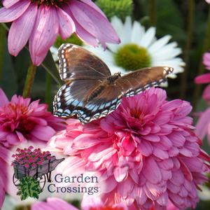 Butterfly sitting on a ruffled pink coneflower. The garden crossings logo is in the bottom left corner.